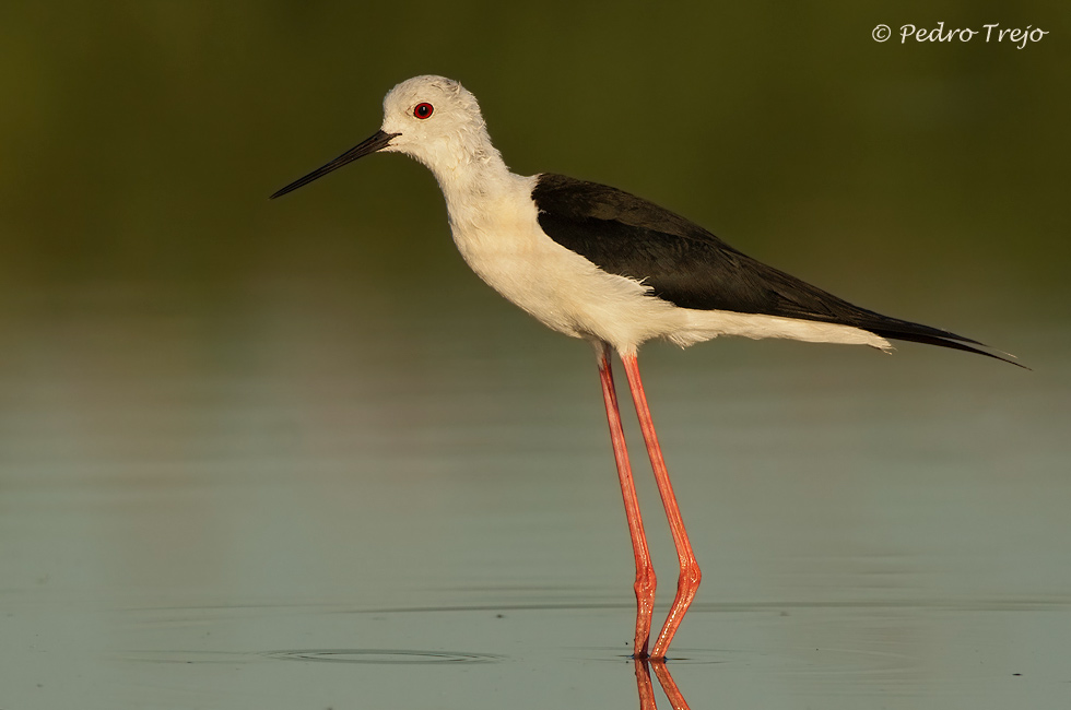 Cigüeñuela (Himantopus himantopus)